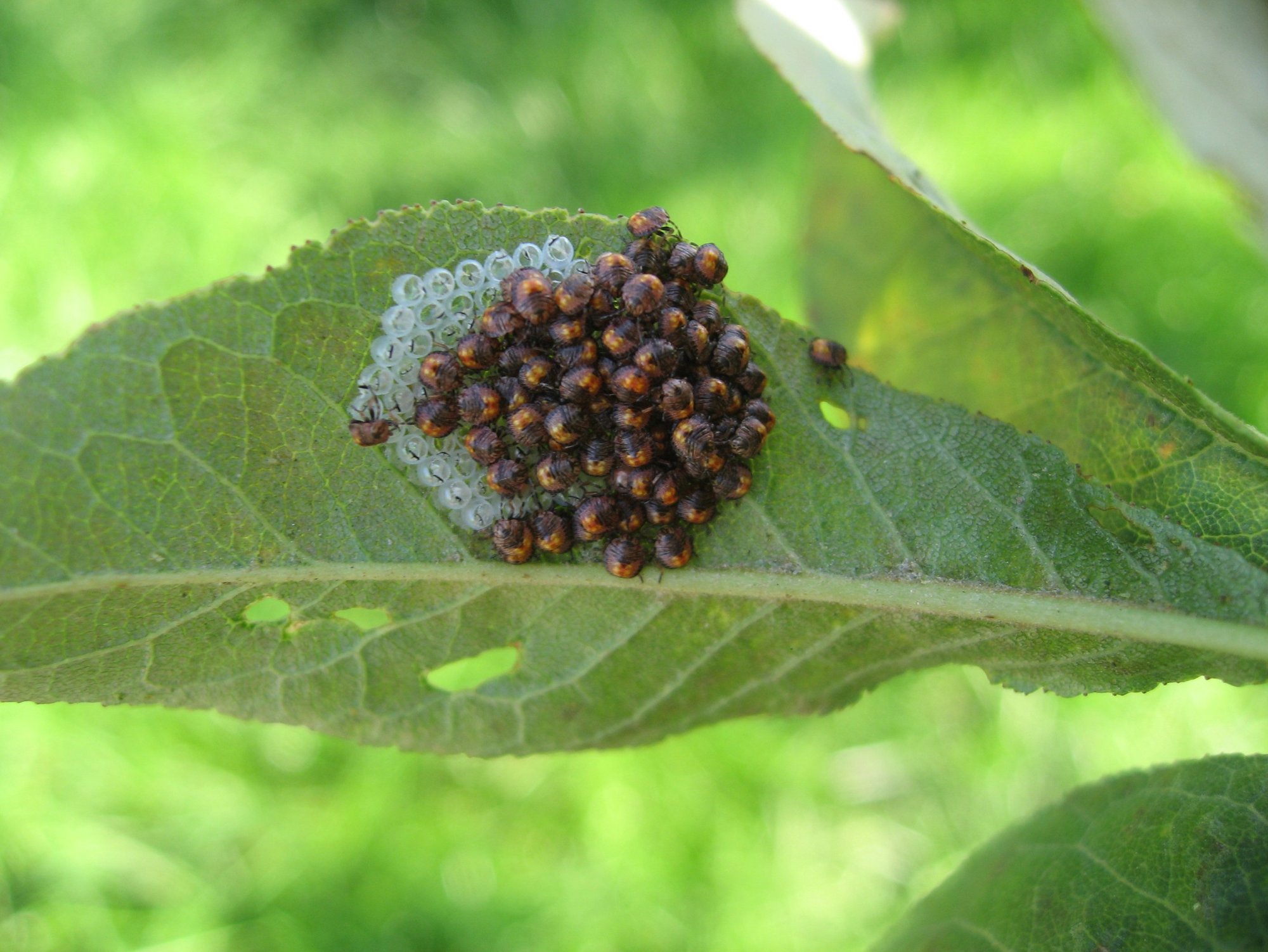  p>茶翅蝽,为 a href="#" data-lemmaid="1535270">半翅目 /a>, a