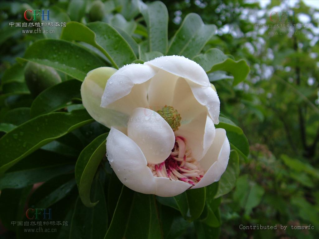 manglietia hainanensis dandy