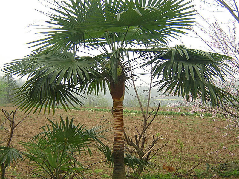  p>山棕榈,拉丁学名:trachycarpus martianus (wall.) h.
