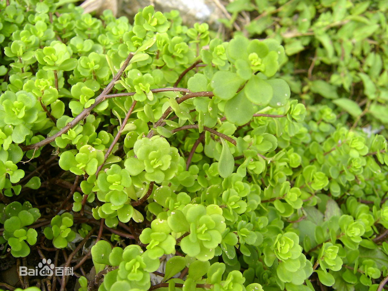  p>凹叶景天(拉丁文名: i>sedum emarginatum migo /i>)别名: a href=