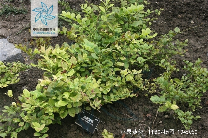  p>小果菝葜 i>(smilax davidiana a. dc.