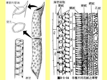 导管（细胞生物学名词）_百度百科