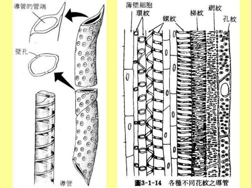 导管（细胞生物学名词）_百度百科