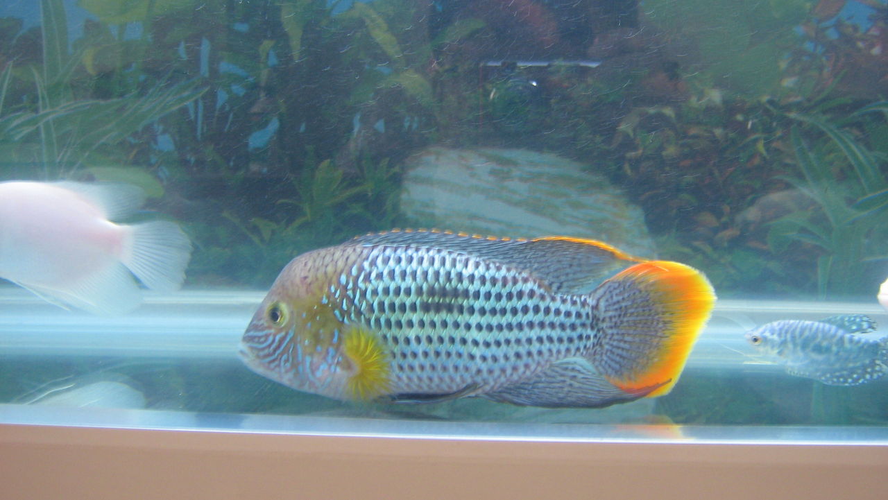  p> a href="#" data-lemmaid="7024132">红尾皇冠鱼 /a>,学名