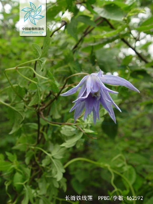 长瓣铁线莲