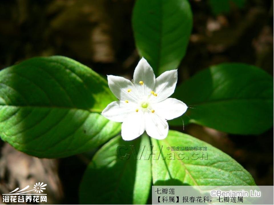 europaea)为 a href="#" data-lemmaid="3427454">报春花科 /a>七瓣莲