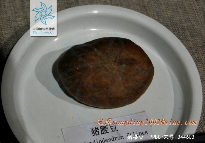  p>猪腰豆,又名大荚藤,细梗惠特木,白藤花,为 a href="#" data-lemma