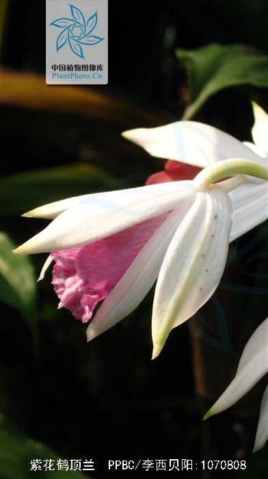  p>紫花鹤顶兰(学名: i>phaius mishmensis /i>  (lindl.et paxt.