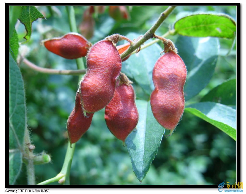 target="_blank" href="/item/巴豆属">巴豆属 /a>植物 a targe