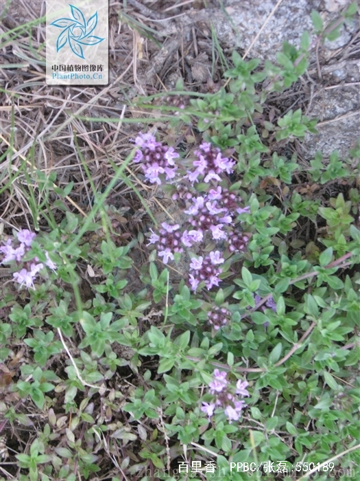  p data-id="txuwy1af45ll">百里香( i>thymus mongolicus /i> (ron