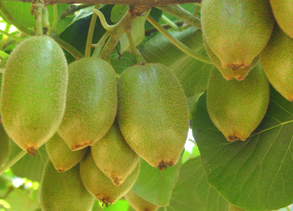  p>楚红猕猴桃属 a target="_blank" href="/item/中华猕猴桃/848312"