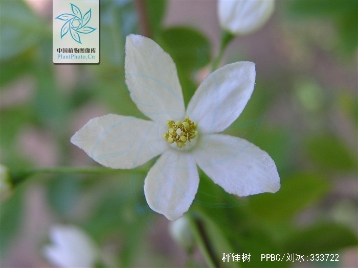 sinojackia xylocarpa hu