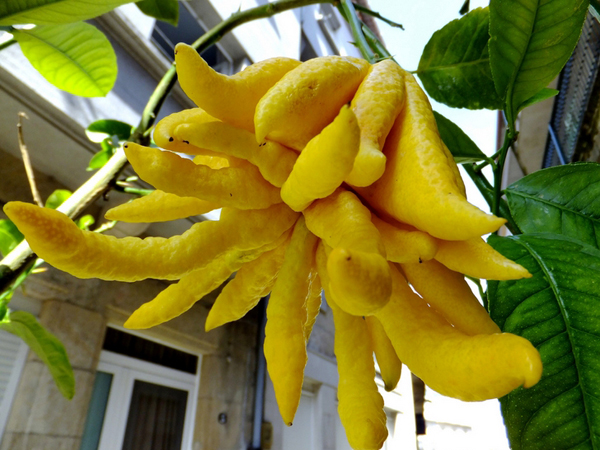 p>香橼(学名: i>citrus medica  /i> l.