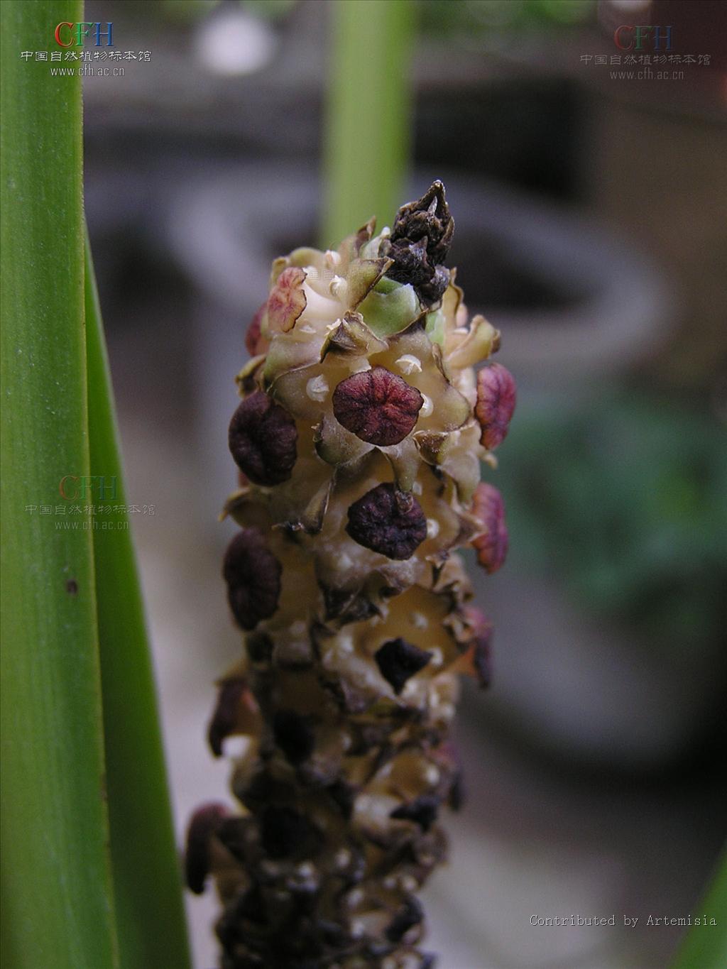  p>长梗开口箭是 a href="#" data-lemmaid="1838810">百合科 /a>的一