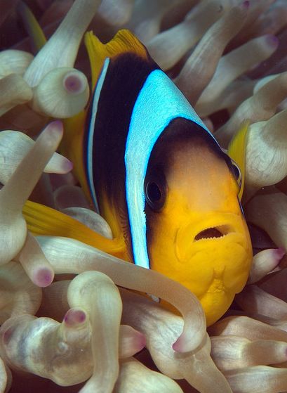  p>红海双带小丑(学名:amphiprion bicinctus)体呈近于圆形,侧扁;口前