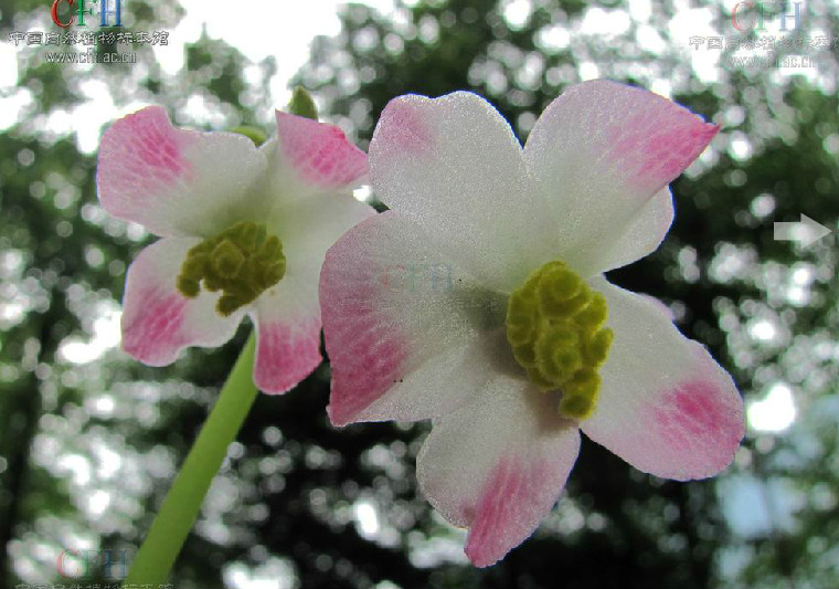 秋海棠科,秋海棠属的 a target="_blank" href="/item/多年生">