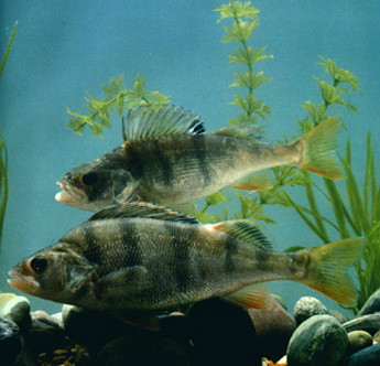  p>黑斑狗鱼(学名: i>esox reicherti /i>),为狗鱼科.