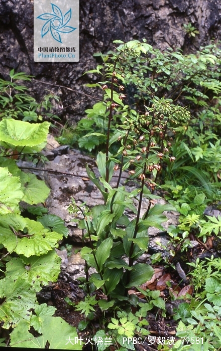  p>大叶火烧兰(学名: i>epipactis mairei /i>  schltr.