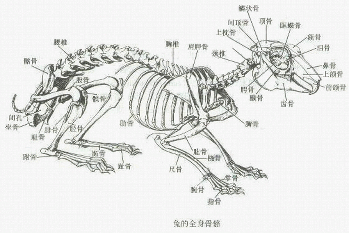  p>鼻甲骨是爬行动物鼻腔内首次出现的复杂结构,对鼻翼有着少许支撑的