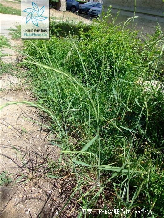  p>毒麦(学名: i>lolium temulentum /i> l.