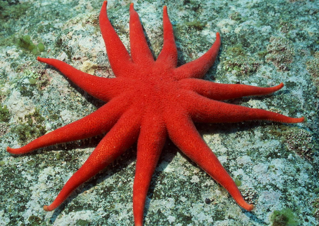  p>海星类starfishes seastars,背腹扁平,呈星形,由中央盘和5个(基数)