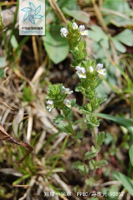  p>短腺小米草,中药名.
