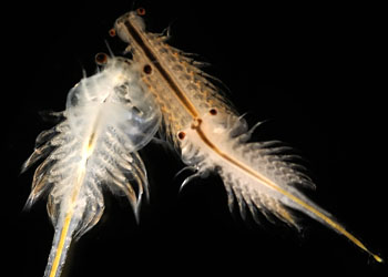 p>卤虫(brine shrimp)也称盐水 a>丰年虫 /a>.