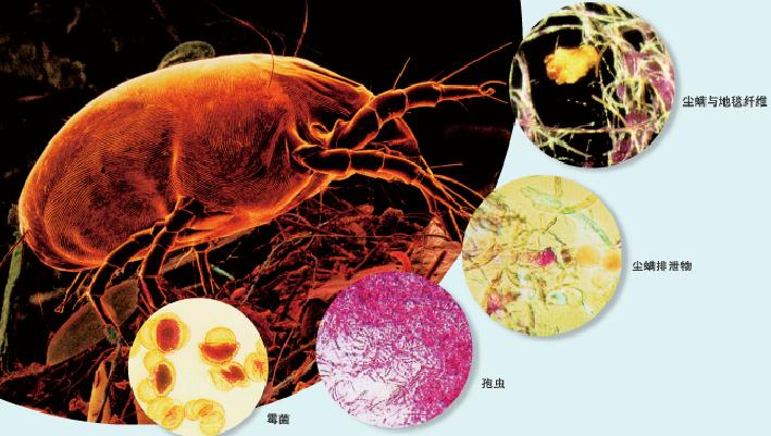 螨虫属于<a href="#" data