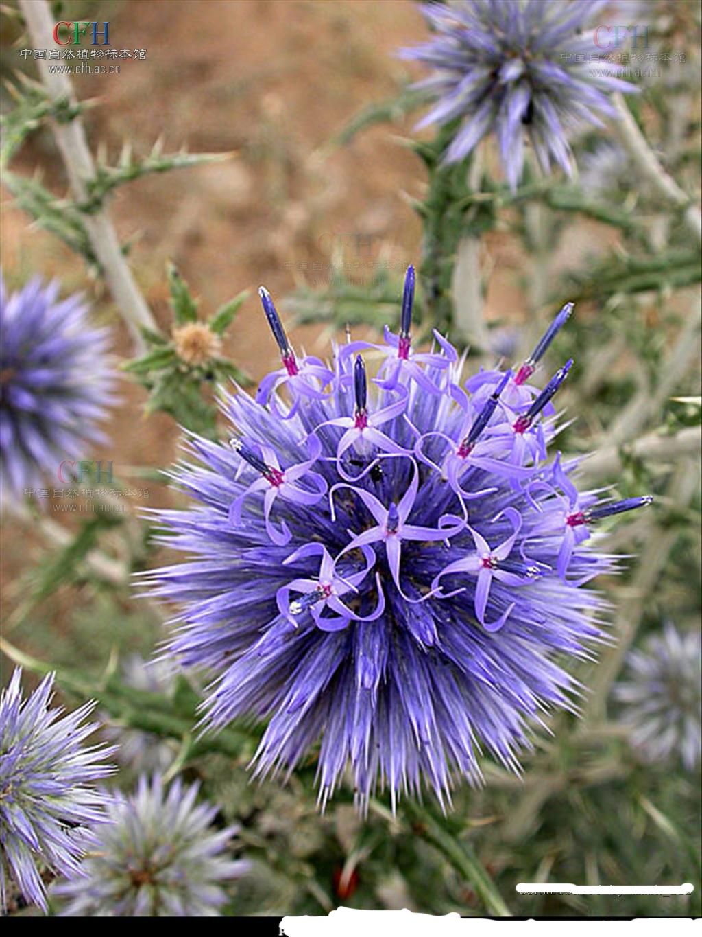  p>薄叶蓝刺头(学名: i>echinops tricholepis  /i>schrenk)是菊科蓝