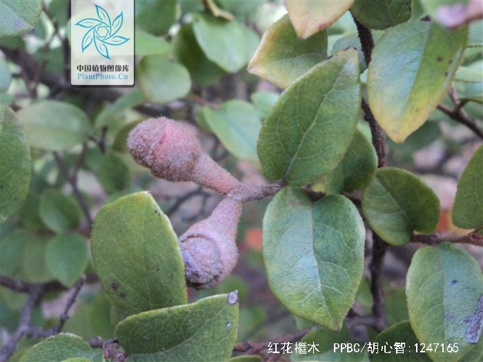  p>红花檵木(拉丁学名: i>loropetalum chinense var /i>.