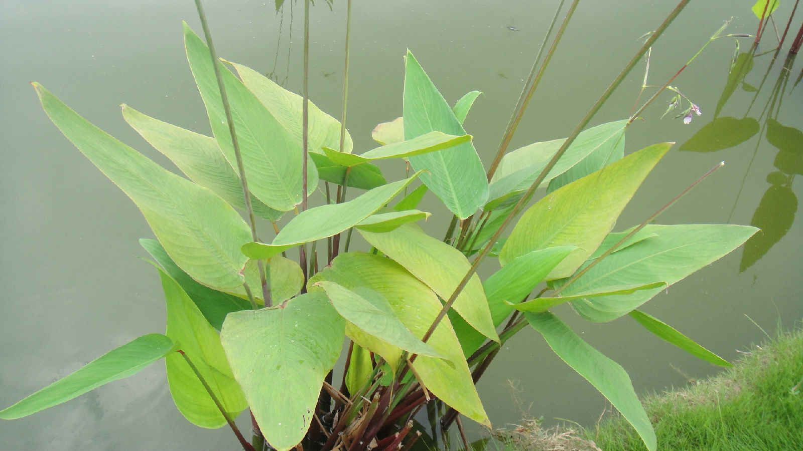  p>能在水中生长的植物,统称为水生植物.