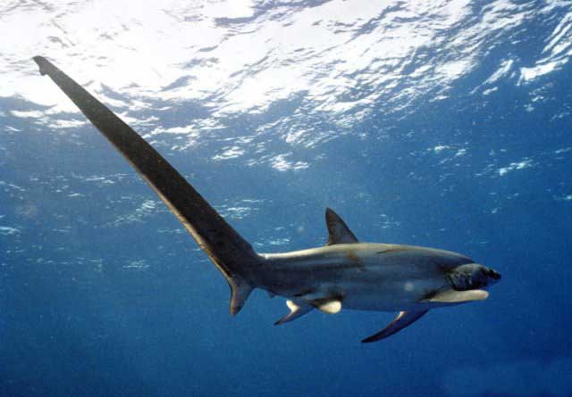 (学名: i>alopias superciliosus /i>):是长尾鲨科,长尾鲨属鲨鱼