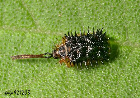  p data-id="gnwsey3lhl">铁甲虫俗称"硬壳虫",是水稻害虫.