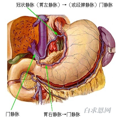 冠状静脉
