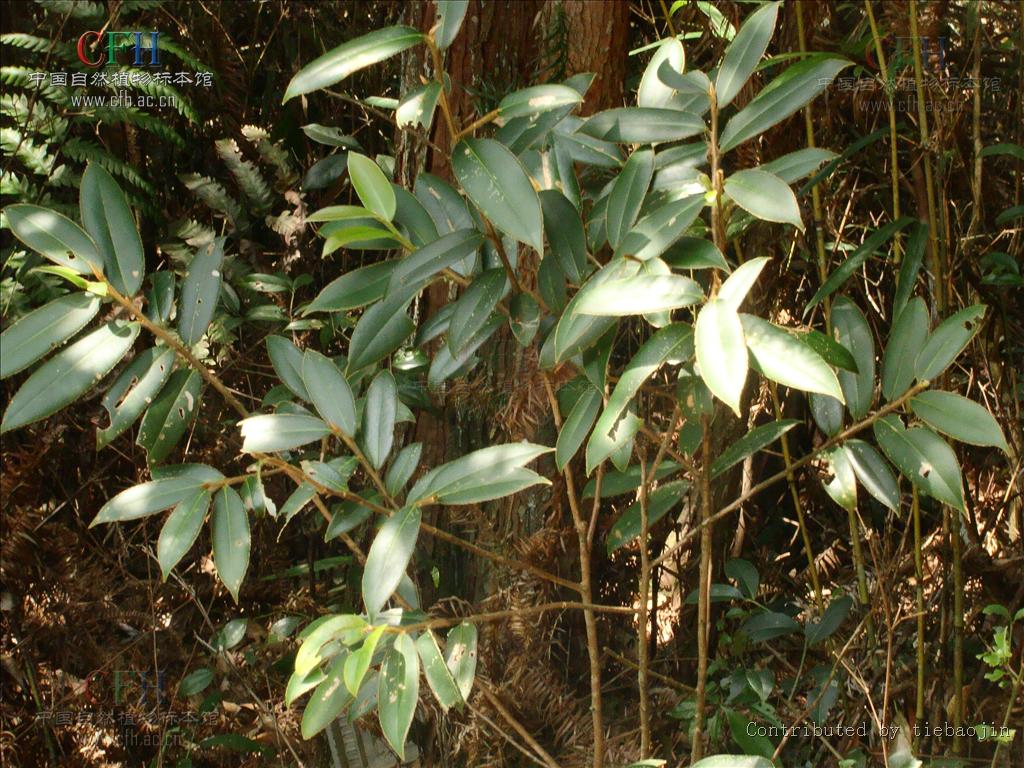 大萼杨桐(变种)