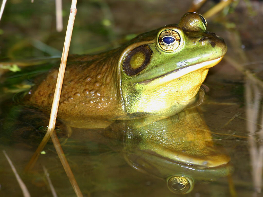  p>牛蛙( i>rana catesbiana  /i>shaw)属于 a target="_blank" href=