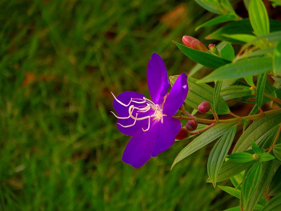  p>大野牡丹,别名:大暴牙郎,拉丁文名:melastoma imbricatum wall.