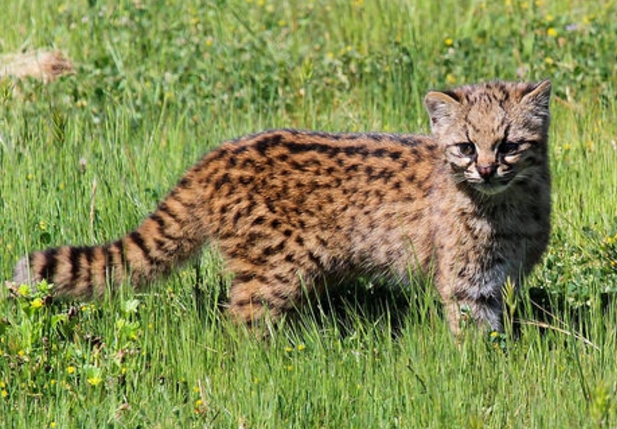  /i>):是美洲最小的 a href="#" data-lemmaid="71877">猫科动物 /a>