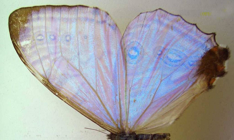  p>夜光闪蝶(学名: i>morpho sulkowskyi /i>):前足相当 a href="#"