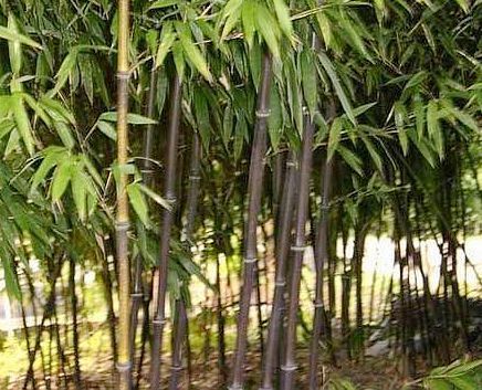 长耳玉山竹