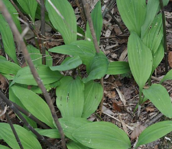  p>茖葱(学名: i>allium victorialis /i> l.)是百合科葱属植物.