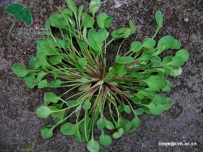  p>附地菜(学名: i>trigonotis peduncularis /i>)为 a href="#" data