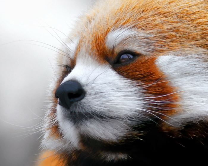 小熊猫指名亚种