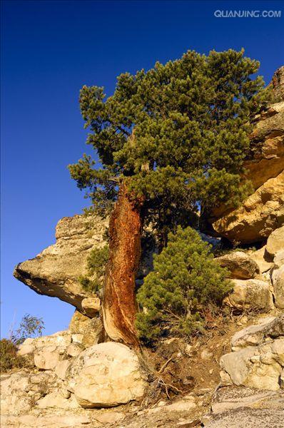  p>马尾松(学名: i>pinus massoniana /i> lamb i>.