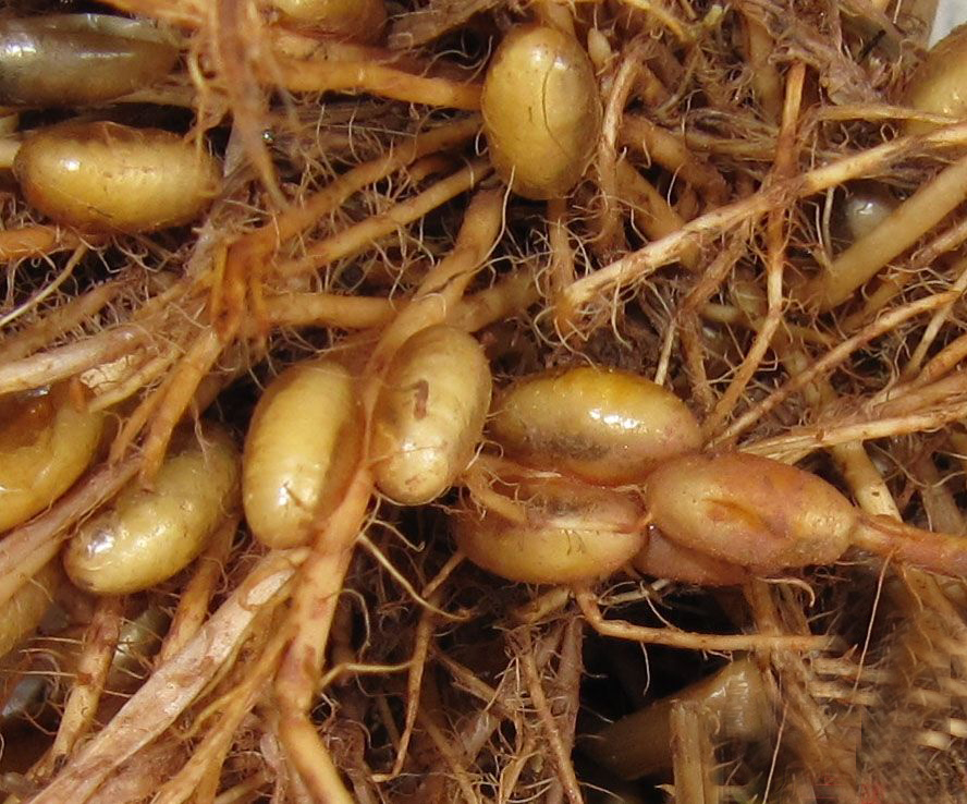 幼虫集中在水稻根部咬食须根,被害稻株生长缓慢,根部发黑,稻叶发黄