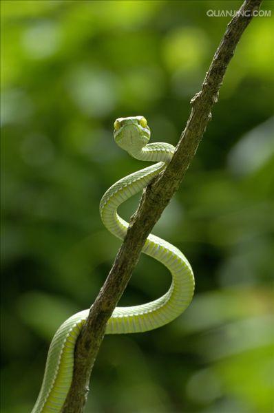  p>大眼竹( a href="#" data-lemmaid="8074290">学名 /a>:bambusa eu