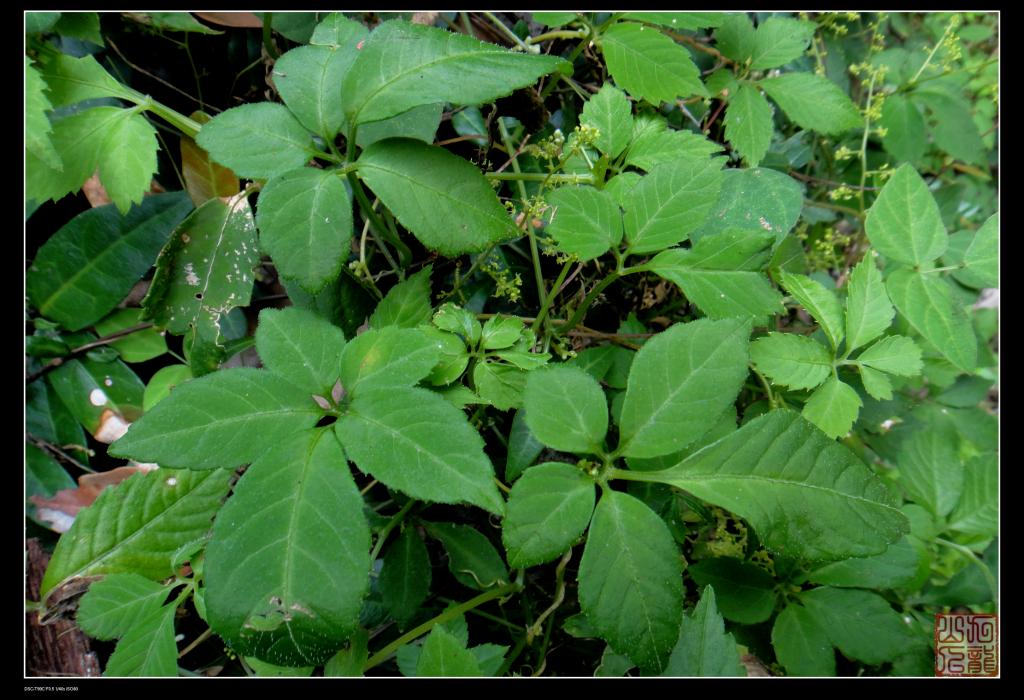  p>绞股蓝属(拉丁文:gynostemma bl.