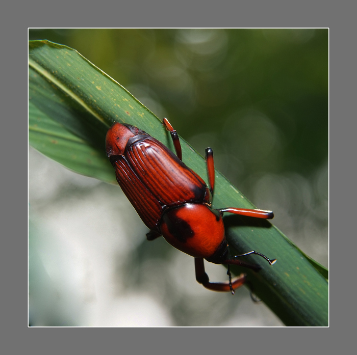  p>竹象虫, i>otidognathus davidis /i> fair,属鞘翅目 a href="#">