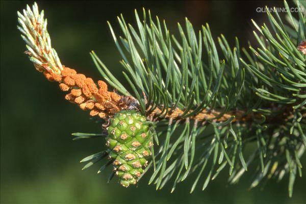pinus sylvestnis var