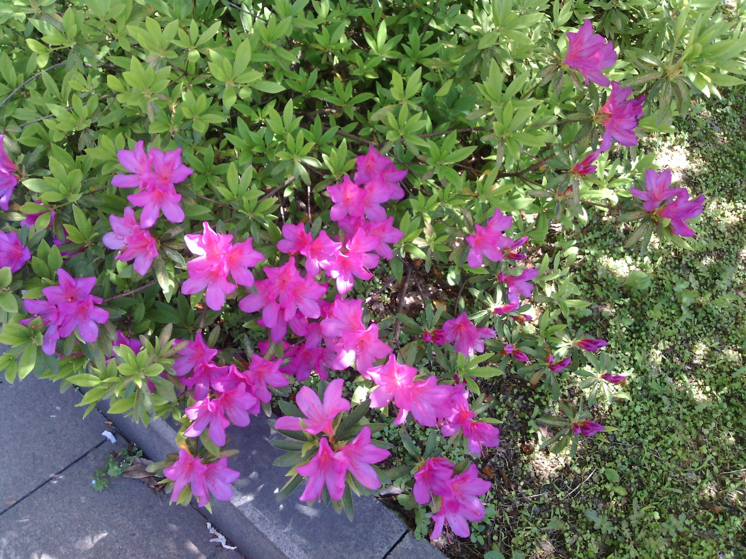 rhododendron pulchrum sweet